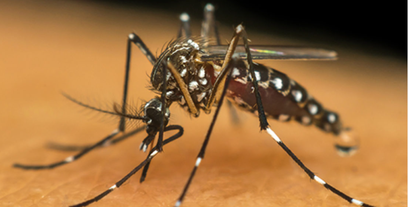 Criança de 6 anos morre com suspeita de dengue hemorrágica no ES