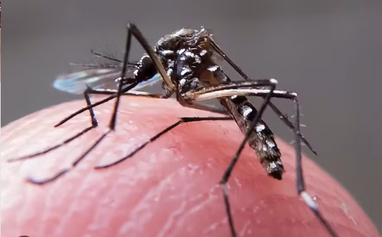 Dengue em Linhares: cai o número de casos