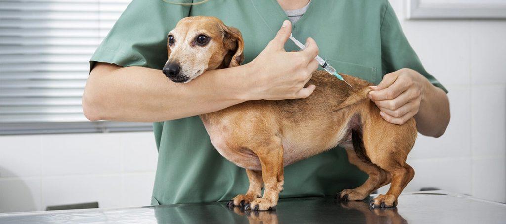 Vacinação para cães e gatos nesta sexta e sábado em Linhares.